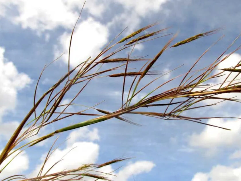 Andropogon fastigiatus