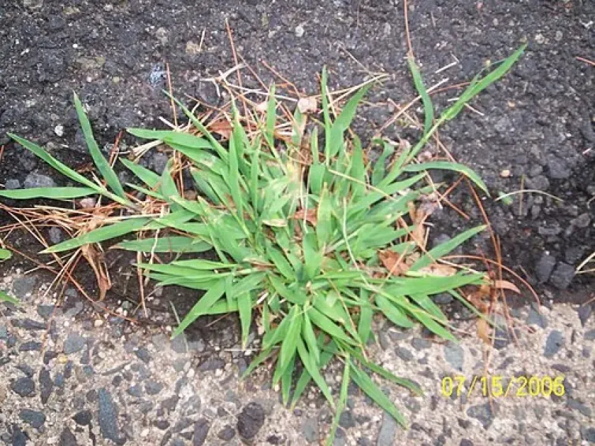 Digitaria argillacea