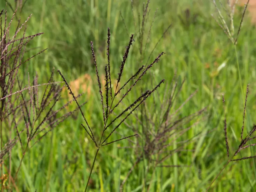 Digitaria gazensis
