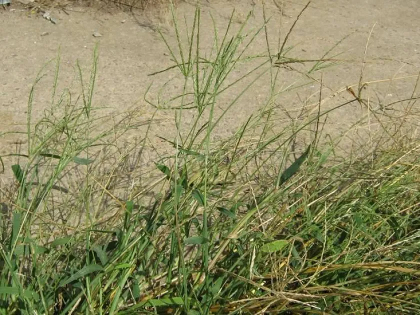 Large crabgrass