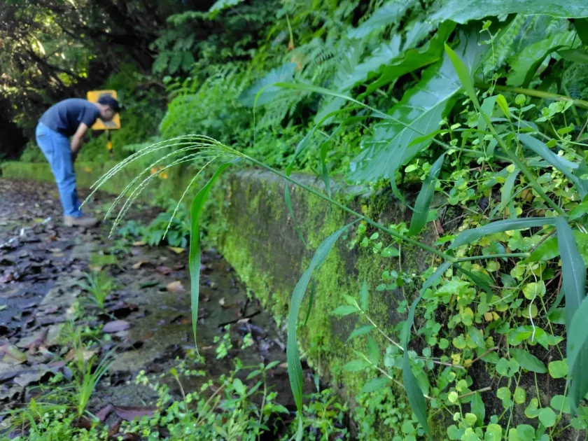 Digitaria setigera