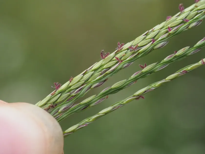 Digitaria nuda
