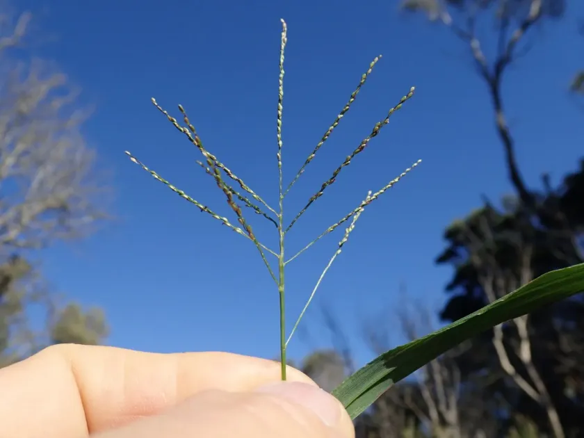 Digitaria parviflora