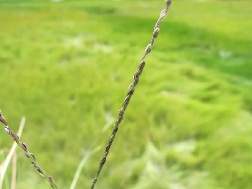 Digitaria ternata