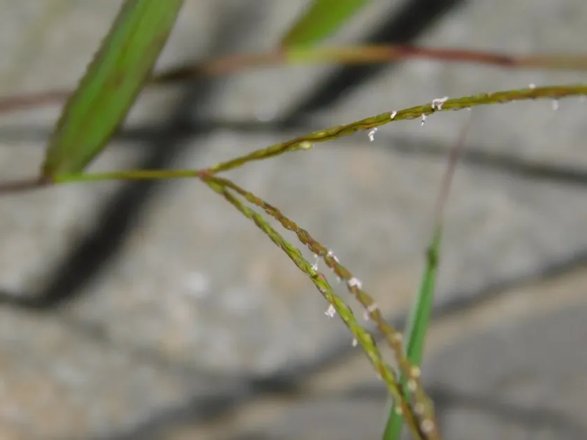 Digitaria radicosa