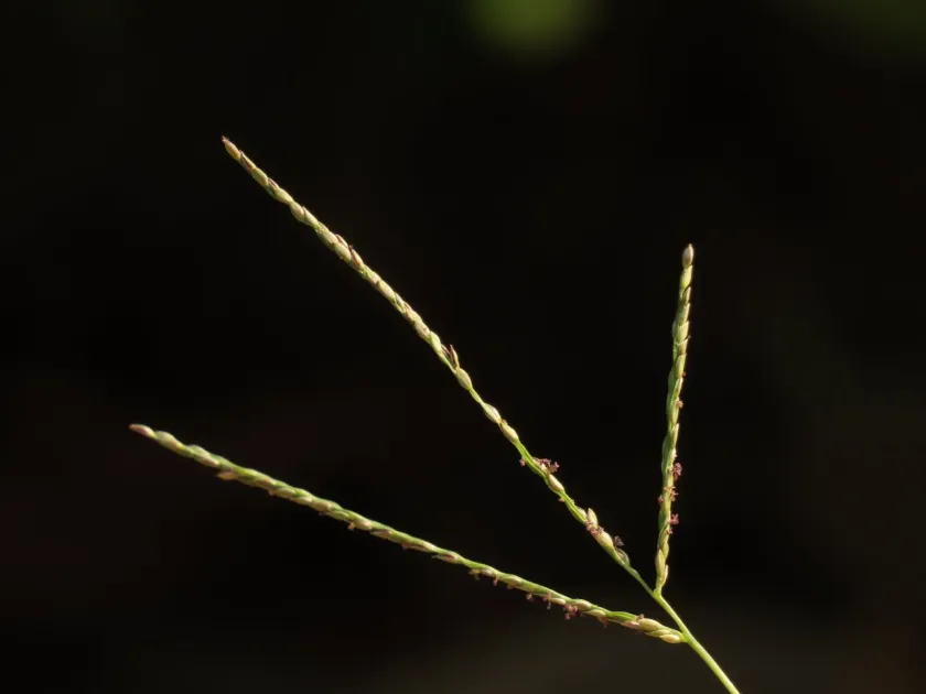 Digitaria violascens