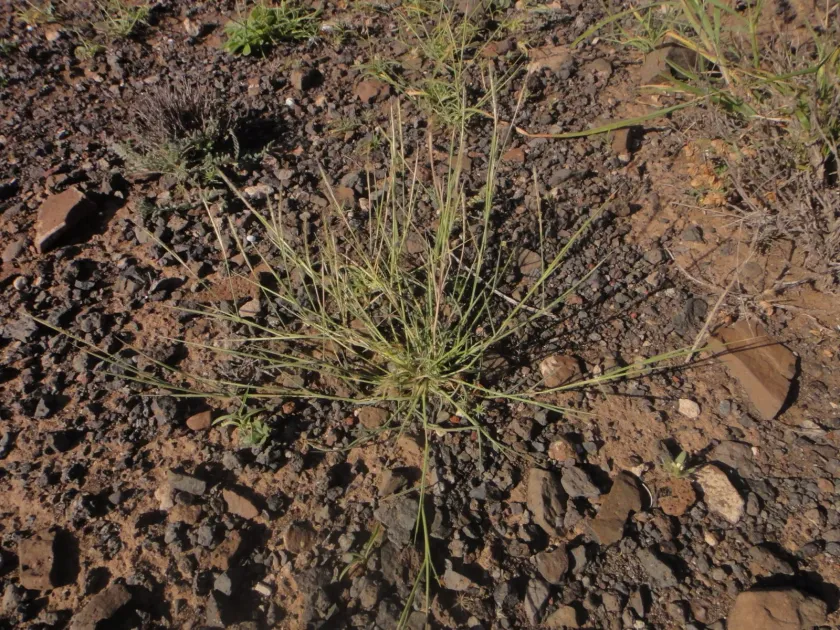 Dichanthium foveolatum