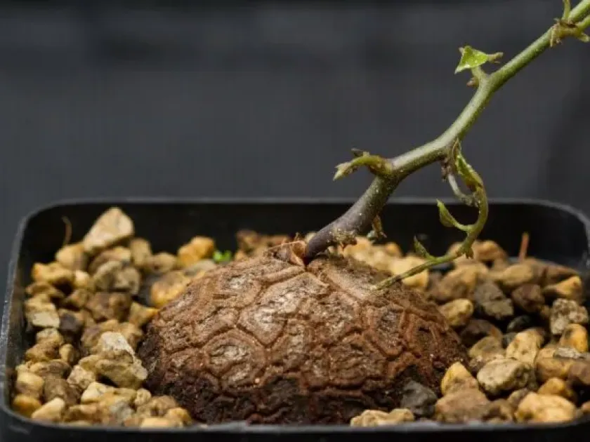 Succulent yam