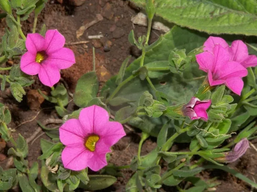 Calibrachoa missionica