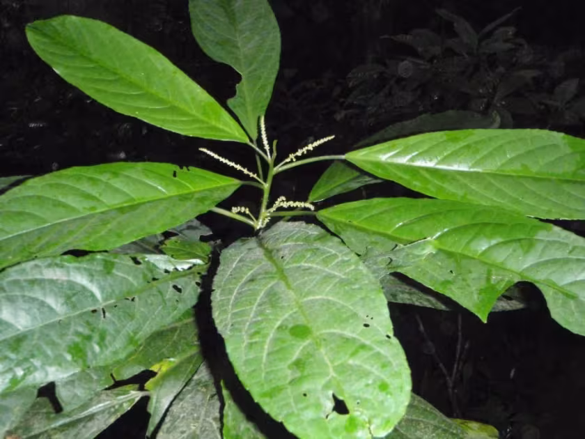 Дискоклаоксилон гександрум