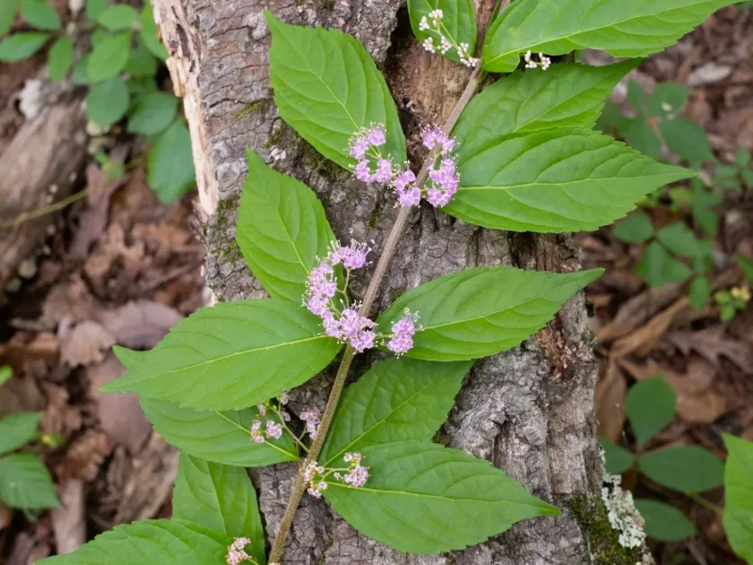 Bodinier beautyberry