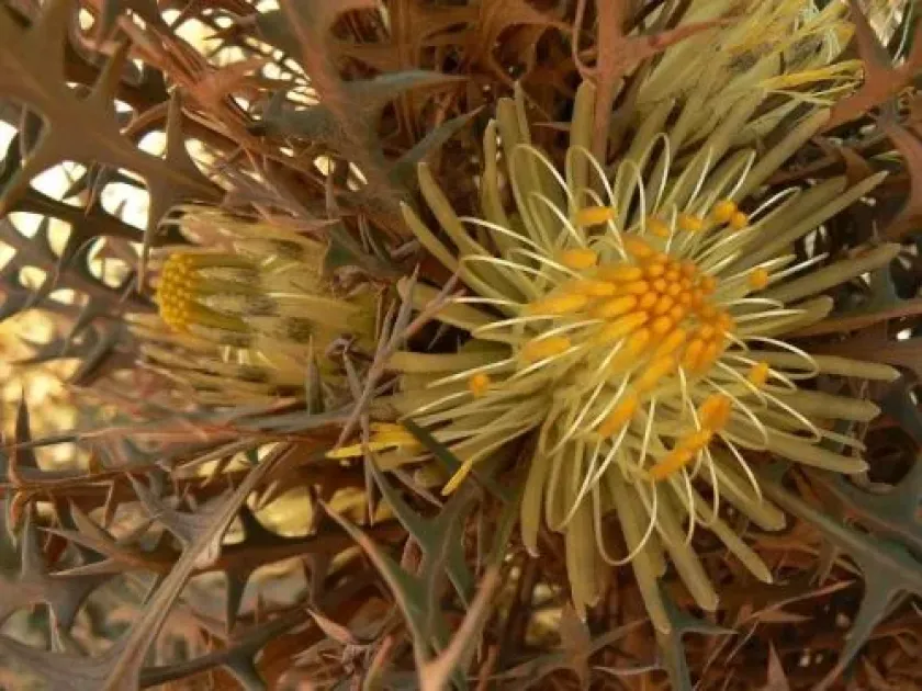 Dryandra longifolia