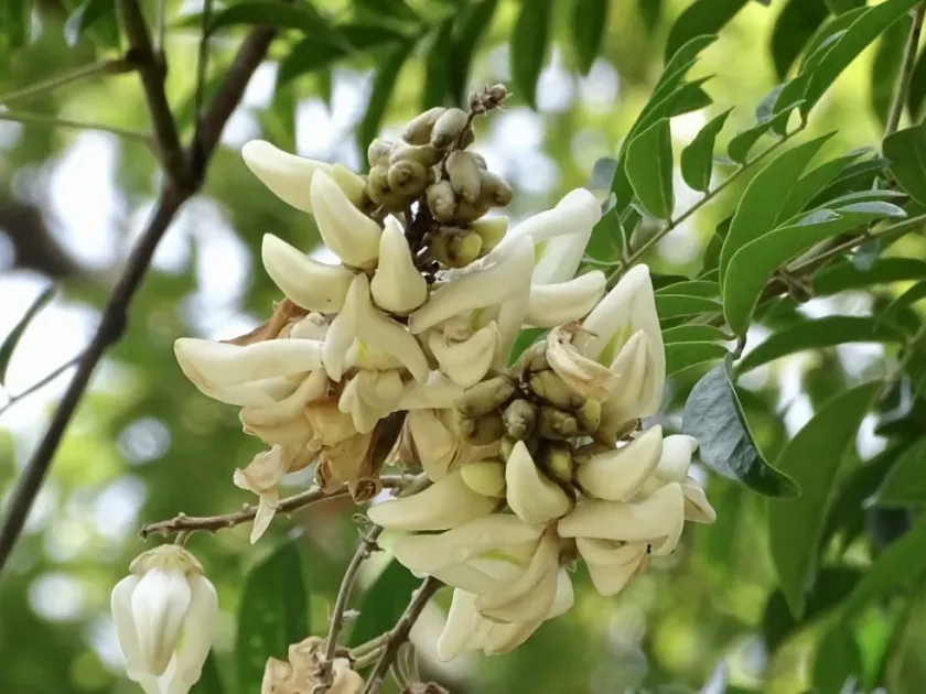 Callerya speciosa
