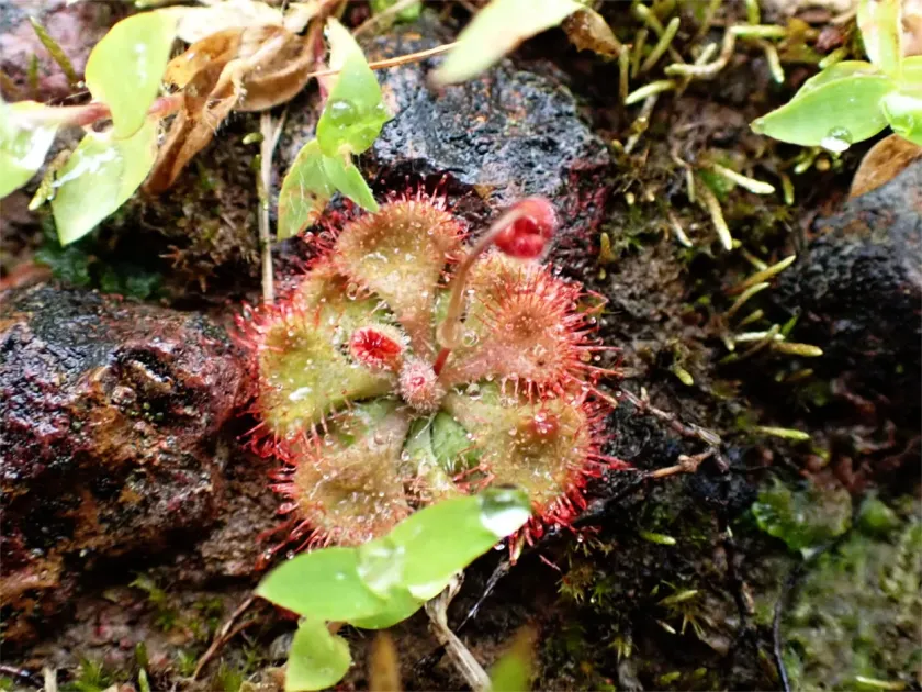 Drosera burmannii