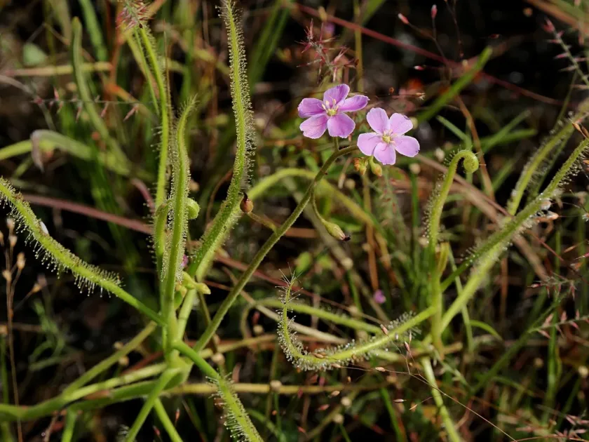 Drosera indica