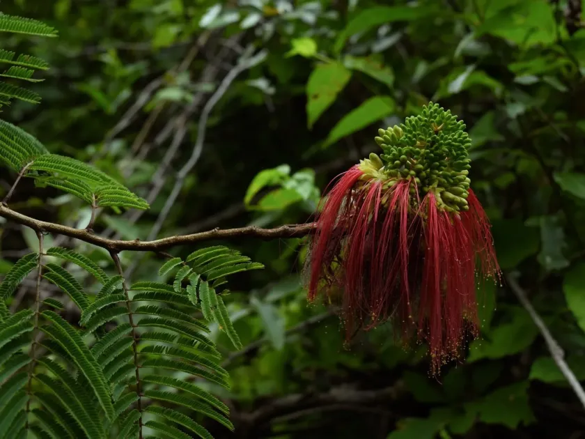 Calliandra calothyrsus