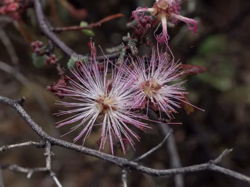 Calliandra eriophylla