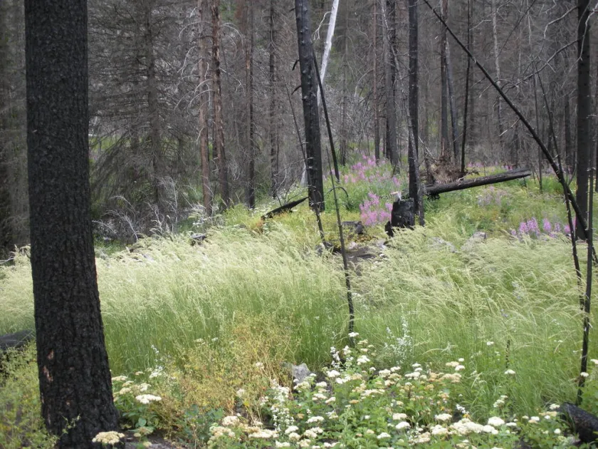 Feather reed grass