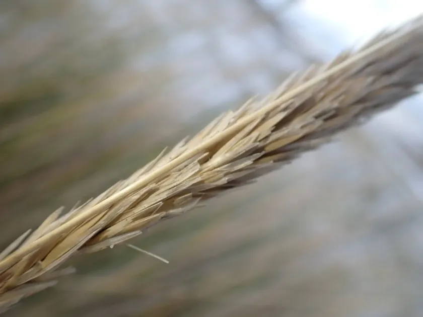 European beachgrass