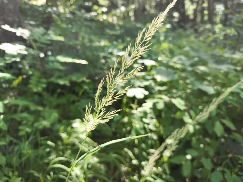 Wood small-reed