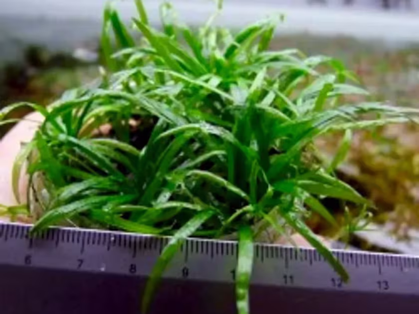 Echinodorus ridleyi