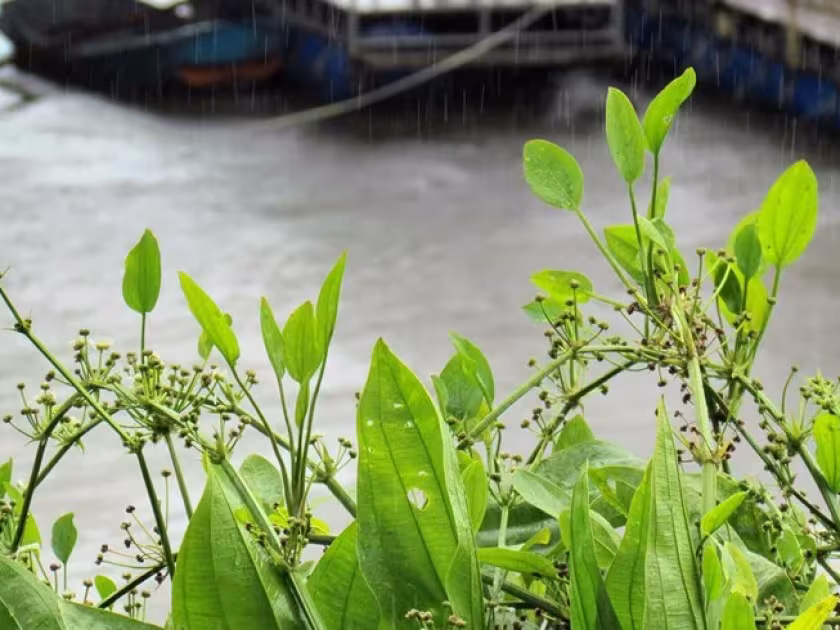 Echinodorus trialatus