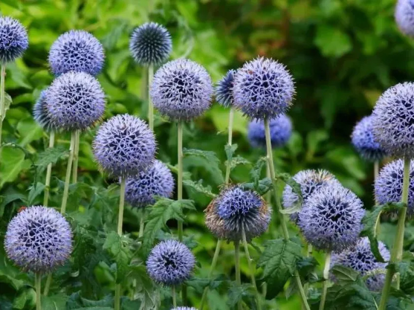 Echinops spinosus
