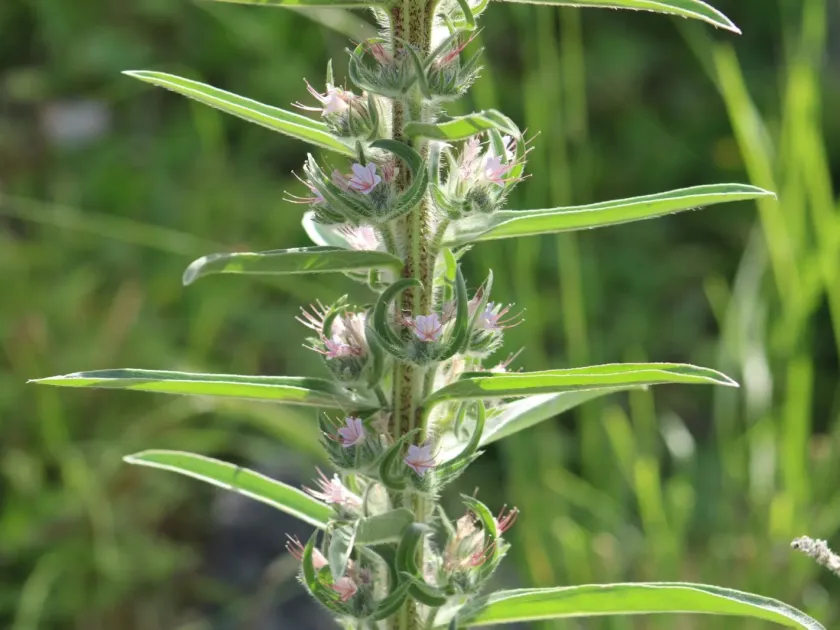 Echium glomeratum
