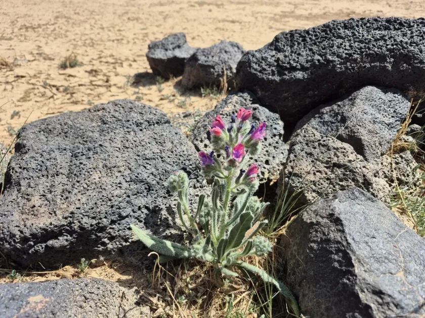 Rauwolf's viper's bugloss