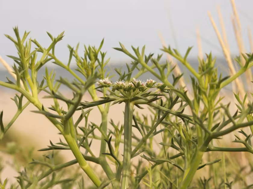 Echinophora spinosa
