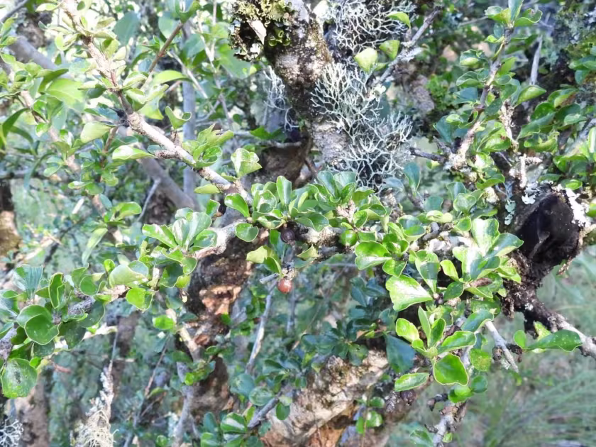 Puzzle bush