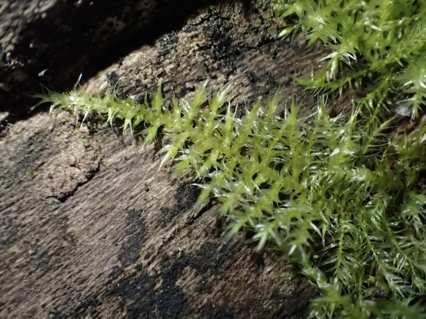 Common Feather-moss