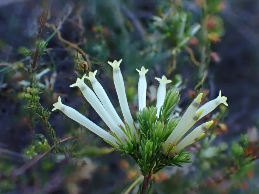 Erica cylindrica