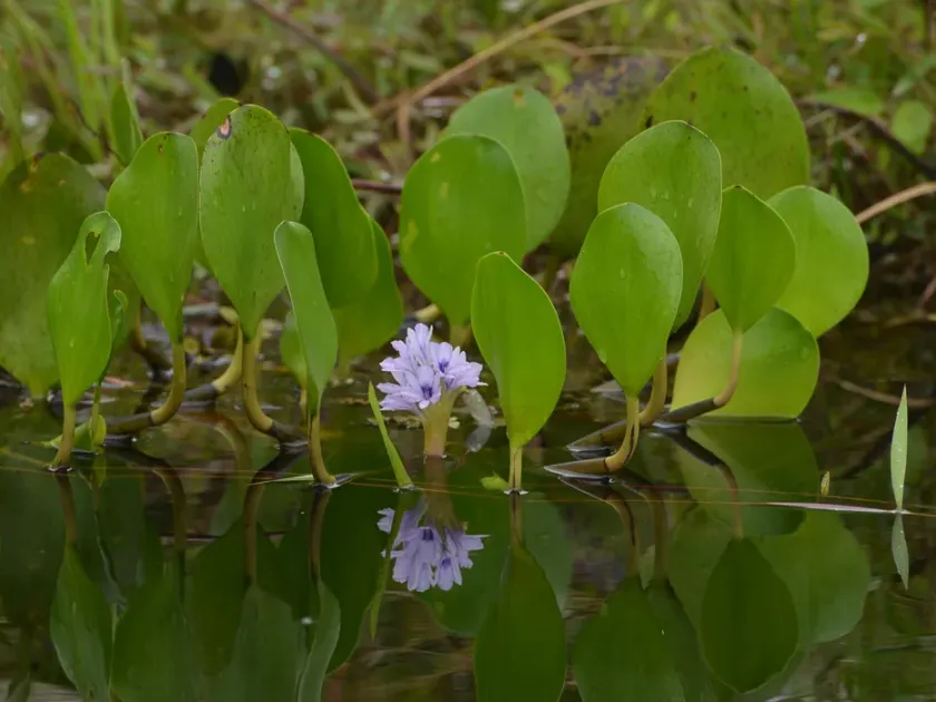 Pontederia heterosperma