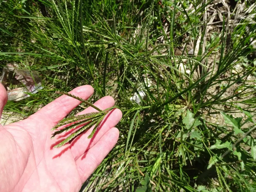 Eleusine africana