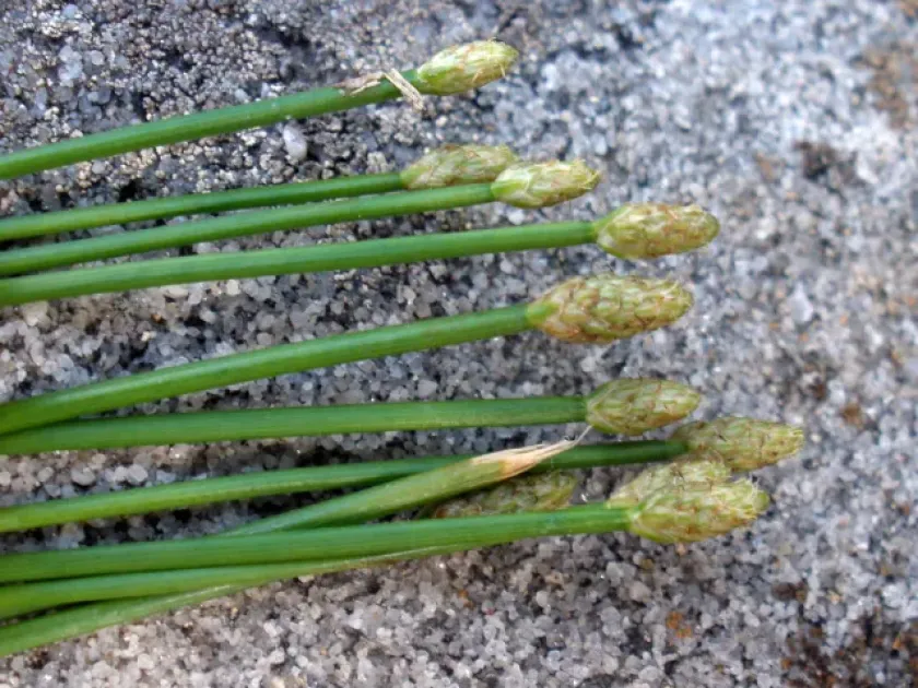 Eleocharis fistulosa