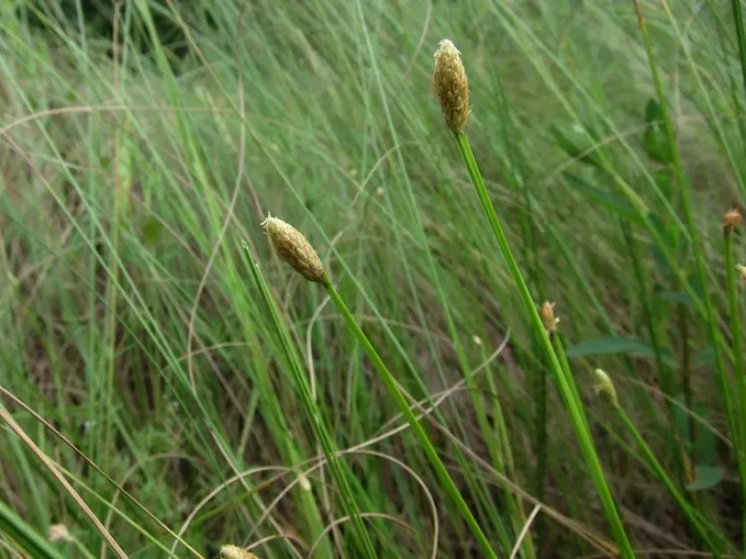 Eleocharis tetraquetra