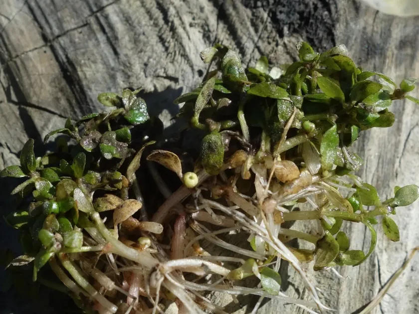 Three-stamen waterwort