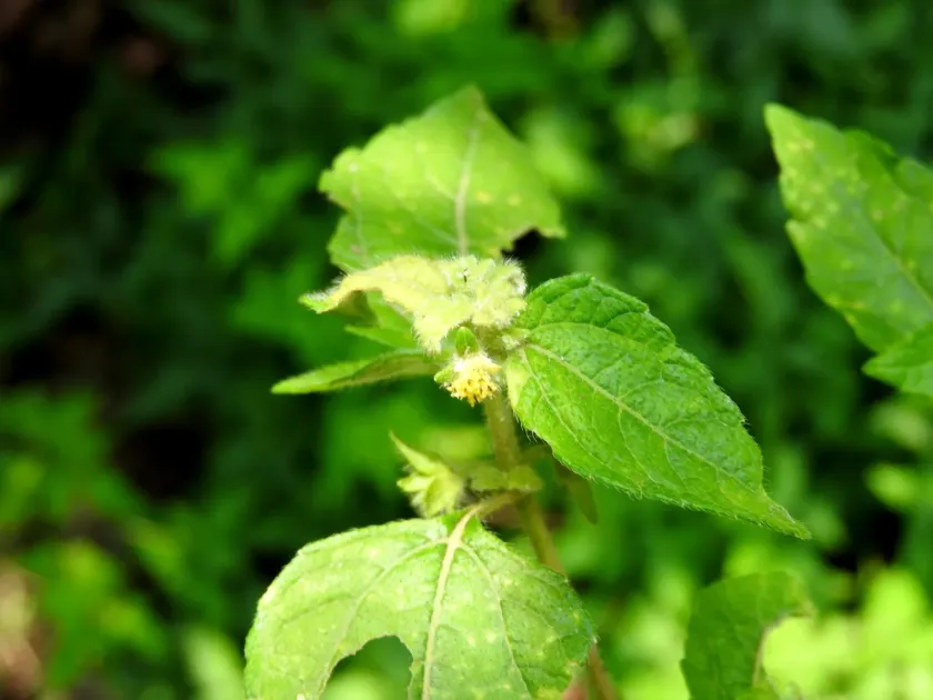 Eleutheranthera ruderalis