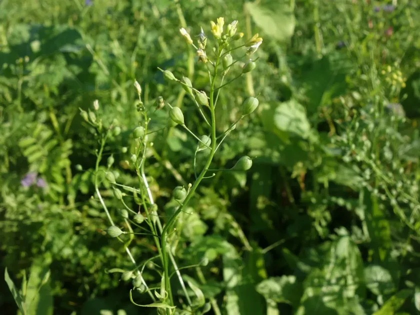 Camelina
