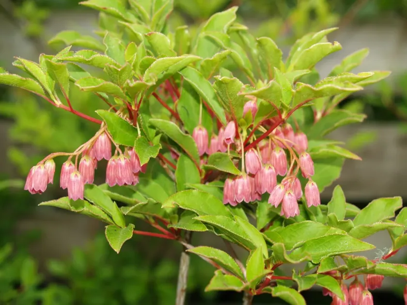 Enkianthus chinensis