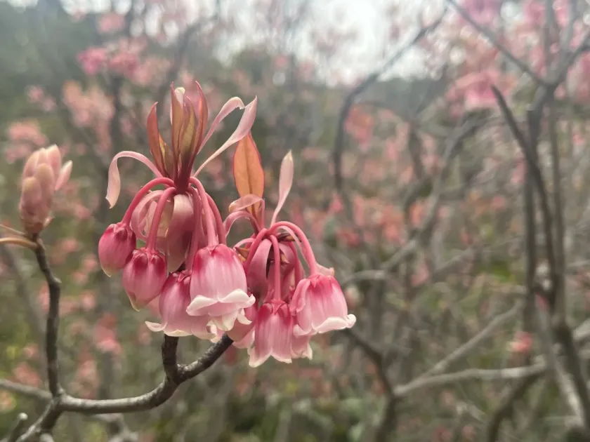 Enkianthus quinqueflorus