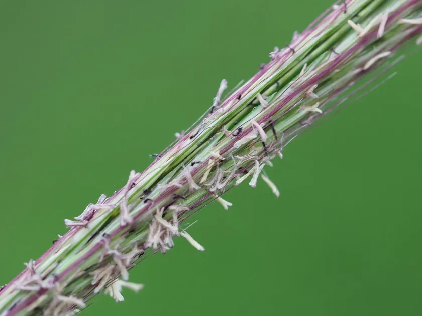 Enteropogon dolichostachyus