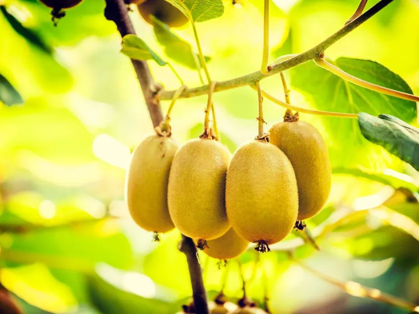 Hybrids of Actinidia chinensis and Actinidia eriantha