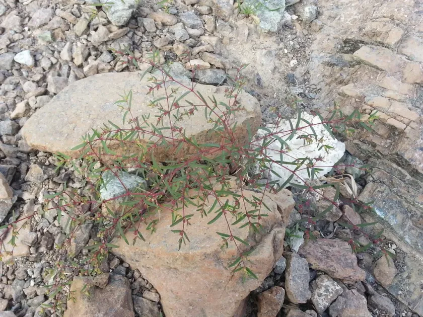 Euphorbia arabica