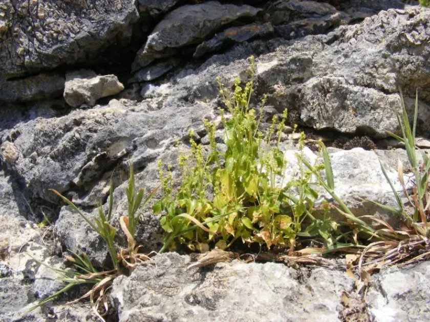 Acalypha-like spurge