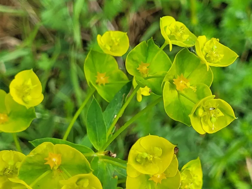 Euphorbia boissieriana