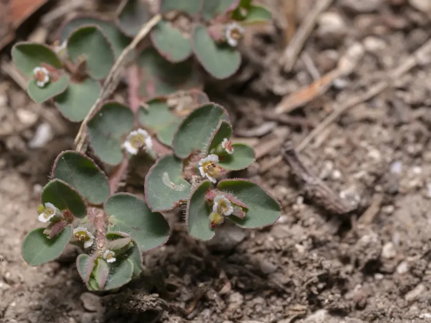 Prostrate spurge