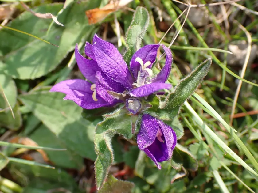 Clustered bellflower