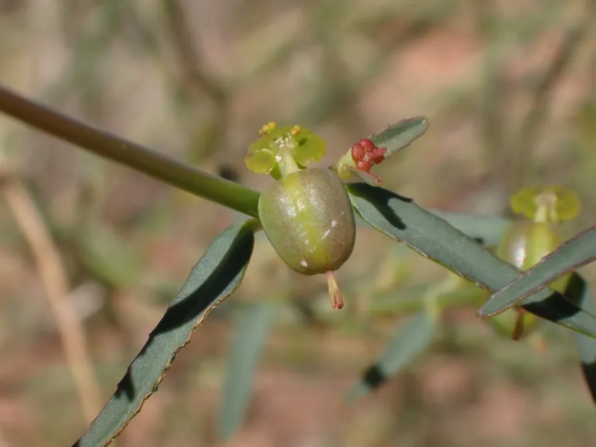 Euphorbia tannensis